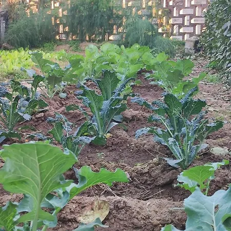La Casa Della Nonna *